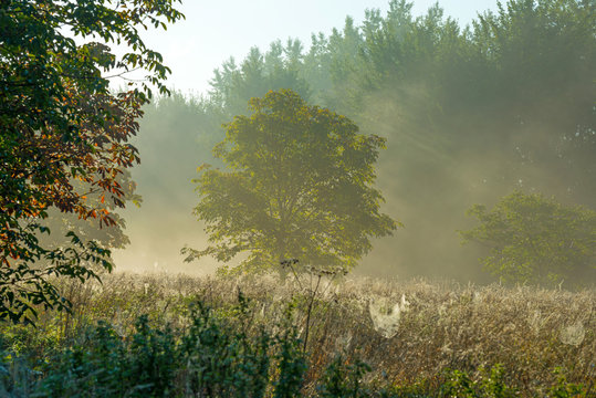 Chestnut tree in a foggy sunny field in autumn 