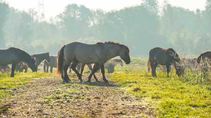 Konik horses in a sunny field in autumn © Naj
