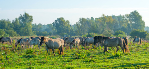 Konik horses in a sunny field in autumn © Naj