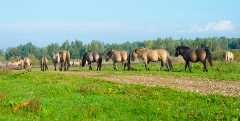 Konik horses in a sunny field in autumn © Naj