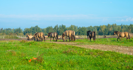 Konik horses in a sunny field in autumn © Naj