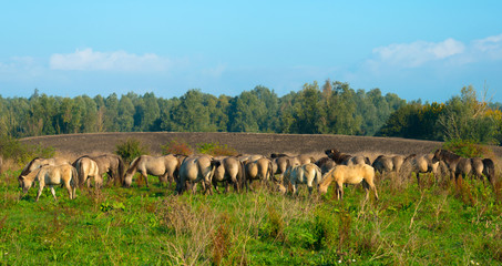 Konik horses in a sunny field in autumn © Naj