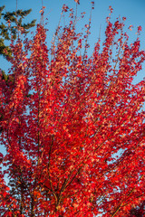 Autumn Orange In Des Moines 5