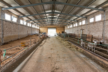 Fototapeta na wymiar image of a stable of sheep on the farm
