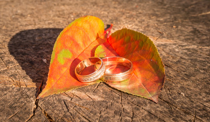 Любовь и верность. Обручальные кольца © Maryna Konoplytska