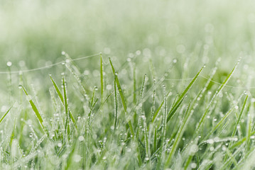 Grass and dew drops