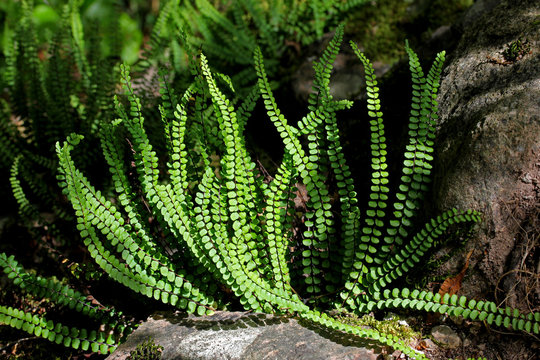 felce dei muri (asplenium trichomanes)