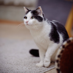 Black-and-white domestic cat