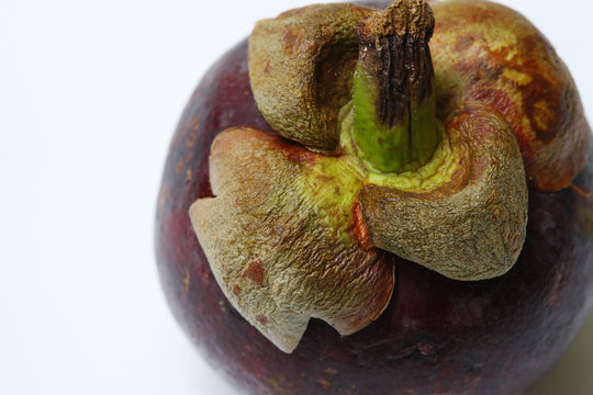 fruit Mangostin