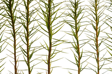 Haircap moss stems and leaves shot underwater