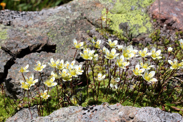 Fototapeta premium saxifraga bryoides