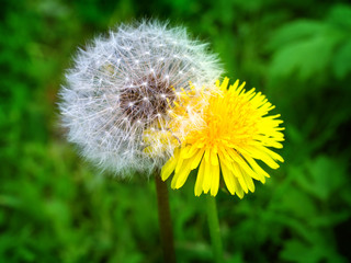 Young and old dandelions