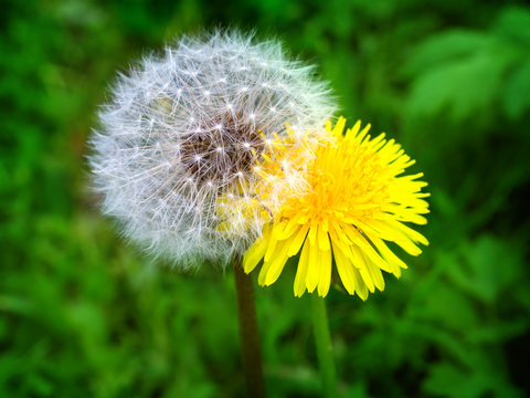Fototapeta Young and old dandelions