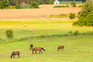 Majestic graceful brown horses in meadow.