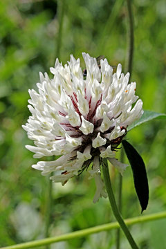 trifoglio di montagna (trifolium montanum)