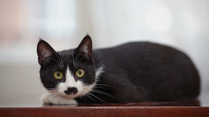 The black and white domestic cat