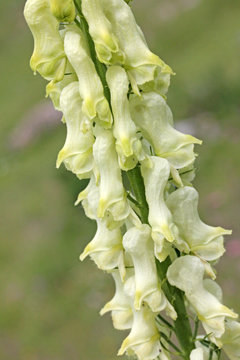 aconito giallo, lupaia (aconitum lycoctonum)