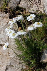 achillea barrelieri © gabriffaldi