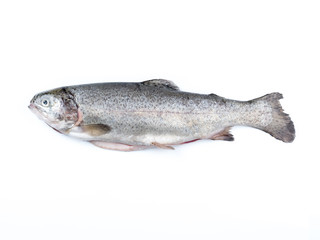 Rainbow trout