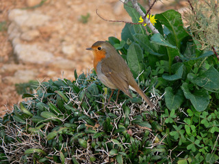 European Robin redbreast small bird with orange breast