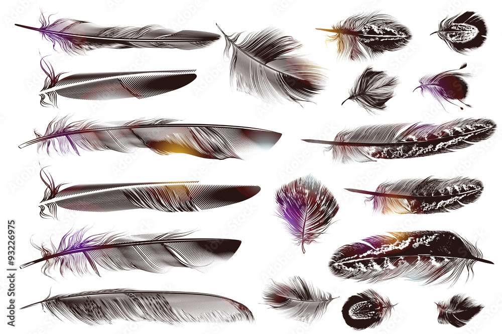 Poster big set of detailed bird feathers in realistic engraved style