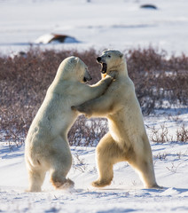 Plakat Two polar bears playing with each other in the tundra. Canada. An excellent illustration.