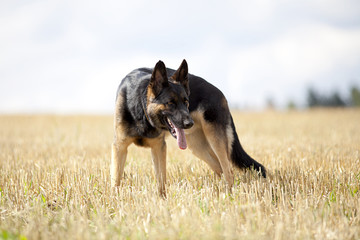 German shepard dog in field
