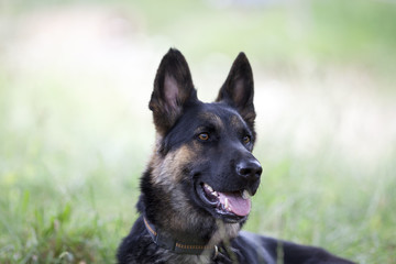 attentive german shepard dog portrait