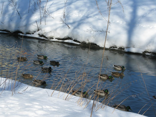 Mallards swimming in river and walking on snow, Sweden in March.