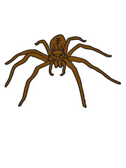 spider big long legs disgusting