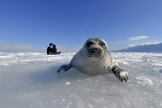 Russia, Lake Baikal, woman watching Baikal seal on frozen lake