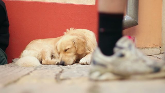 Dog sleping on a crowded street