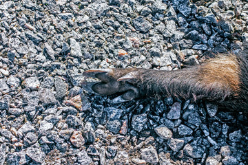 hog foot