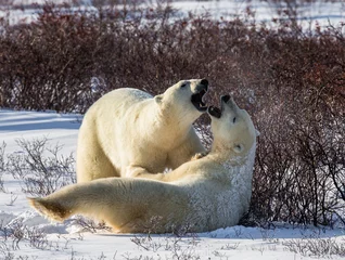 Papier Peint photo Lavable Ours polaire Two polar bears playing with each other in the tundra. Canada. An excellent illustration.