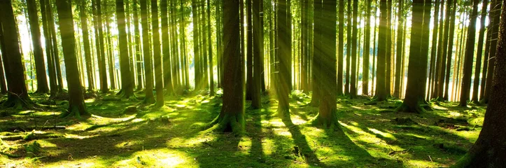 Selbstklebende Fototapeten Strahlende Sonne im Wald. © Swetlana Wall