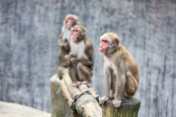 Fototapeta premium Japanese Macaque - Macaca Fuscata. Nagasaki Zoo