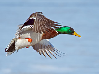 Male Mallard in Flight