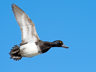 Male Lesser Scaup in Flight