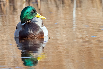 Male Mallard floating in the water