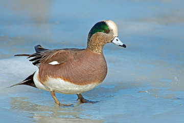 Male American Wigeon Walking on the Ice