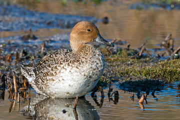 Female Northern Pintail Duck