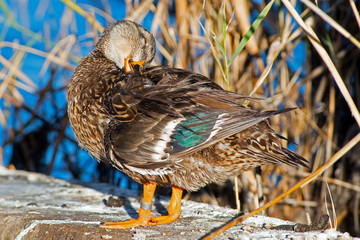 Female Mallard Sleeping