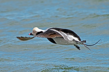 Male Long-tailed Duck in Flight
