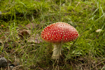 wild amanita muscaria, red with white spots mushroom growing in