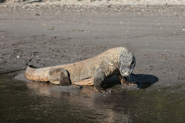 Komodo Dragon on Beach in Indonesia