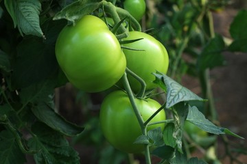 Zielone pomidory - obrazy, fototapety, plakaty