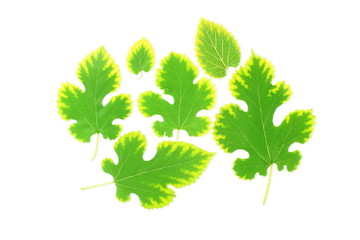 green tree leaves texture in white background