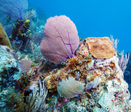 Fototapeta Coral reef near Cayo Largo, Cuba