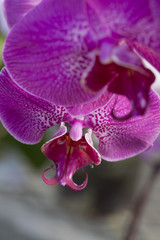 Pink orchid flower macro