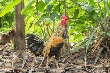 Traditional Thal chicken photo.